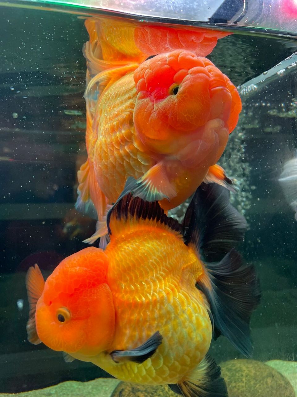 狮子头金鱼 憨态可鞠,让我想起了肥美一词,老祖先咋就培育出这些