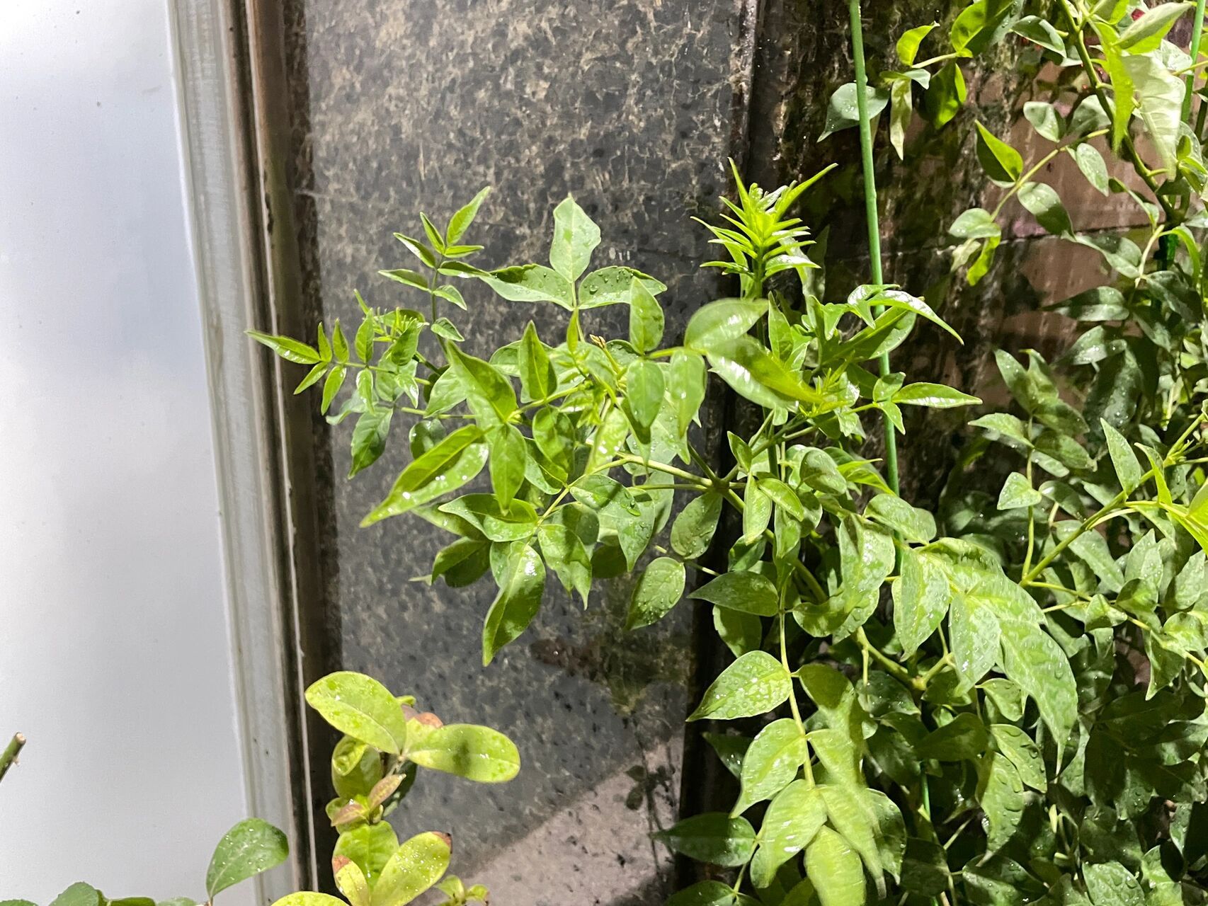 我的凌霄花为啥现在光长叶,不开花 自从换了大盆后 就一直猛长叶子 就