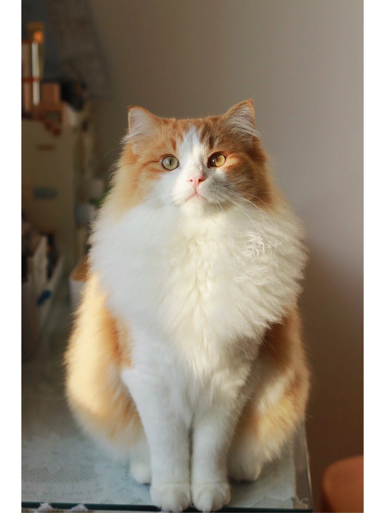 长毛橘 布偶橘 异瞳小猫