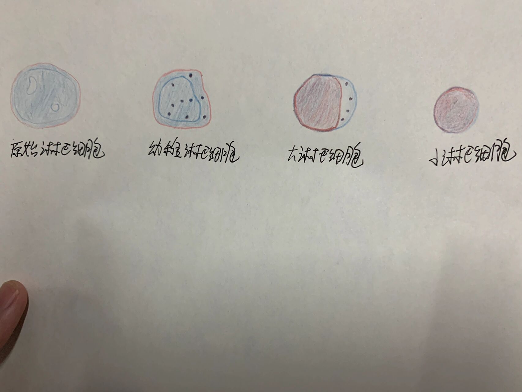 淋巴细胞系红蓝铅手绘图