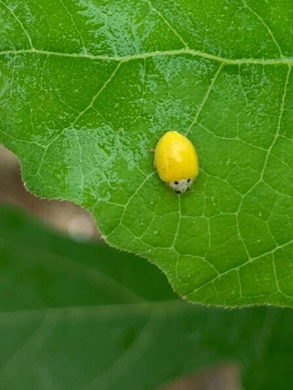 1:黄瓢虫怎么说呢?是益虫还是害虫?