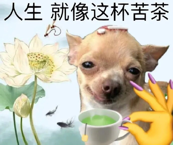 在吉娃娃的表情包面前 所有狗都自愧不如
