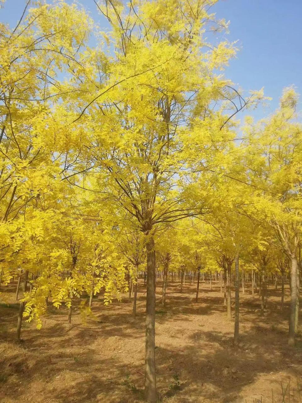 金叶国槐,是一种极具观赏价值的落叶树种,它因为生长快速,造型美观