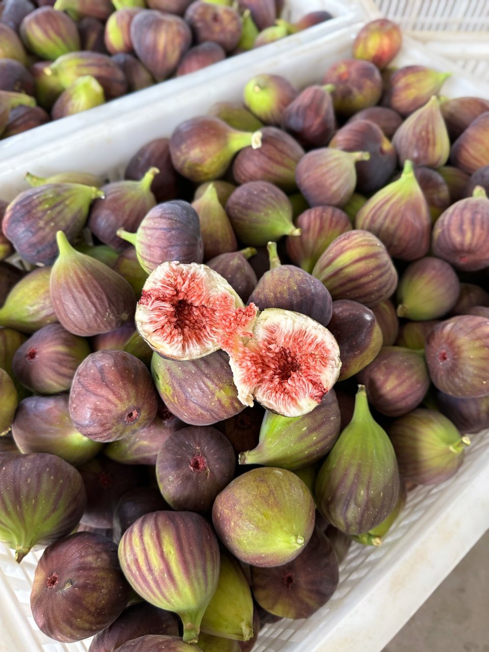 云南冬季无花果,4月底结束,软糯香甜的味道 挑选树上熟的果子发出