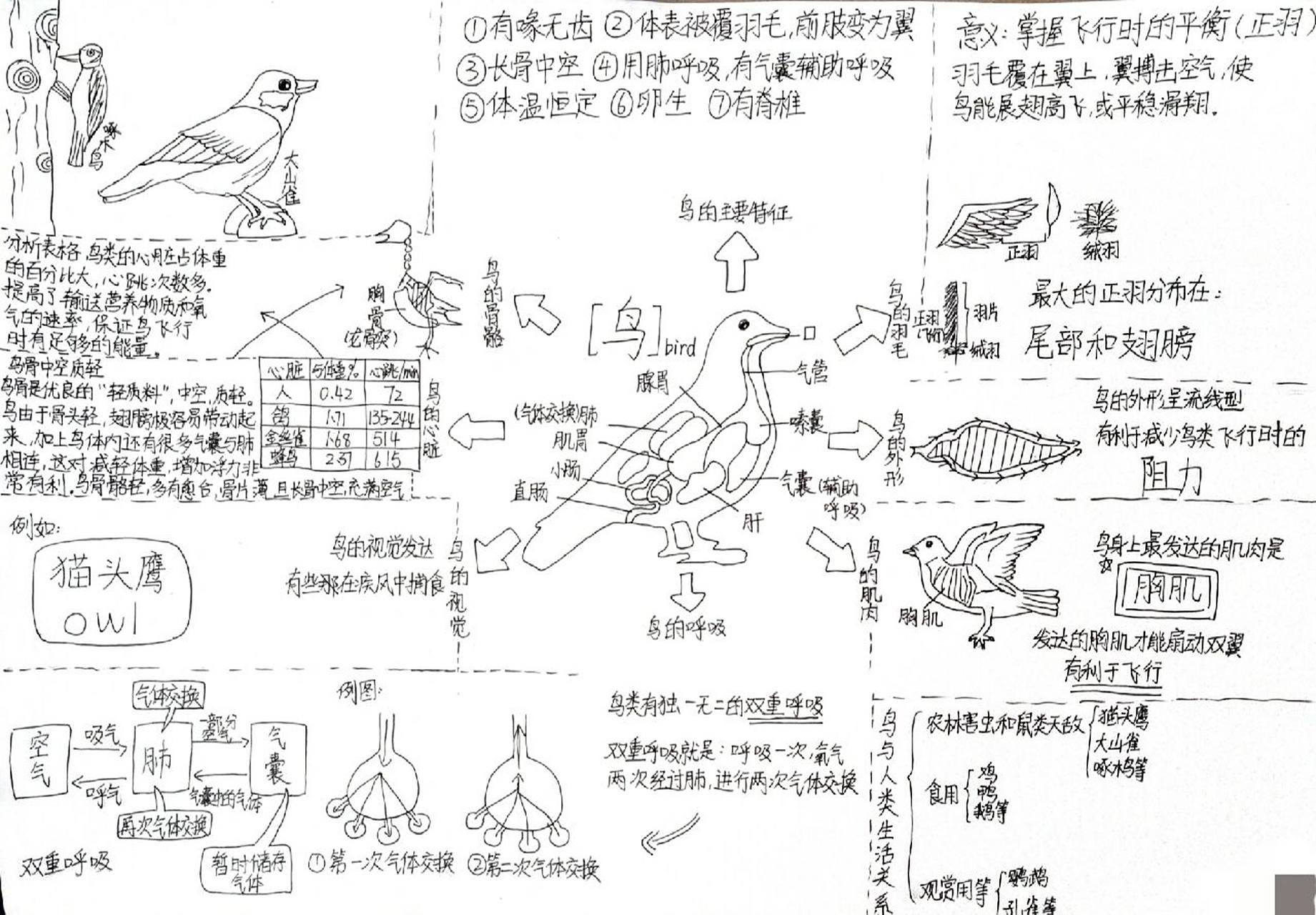 八上生物《鸟》手抄报|思维导图92 画了两个多小时 因为学校急着要