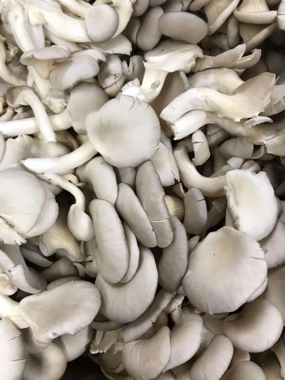 蘑菇手机(蘑菇手机官网首页)