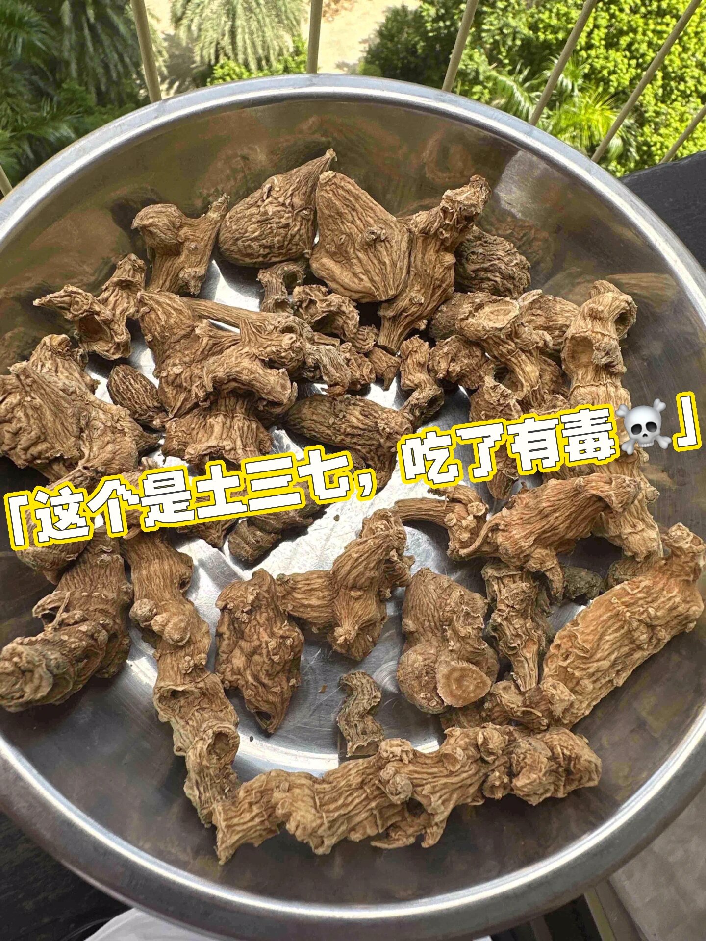 藤三七毒性图片