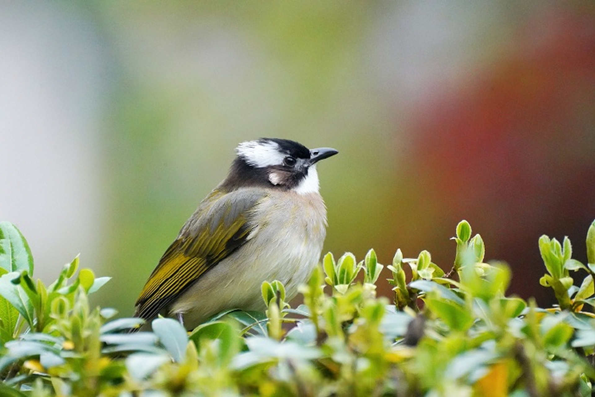神奇动物在央企# 鸟界的"时尚达人" 瞧它那头顶一抹"典雅白" 你们