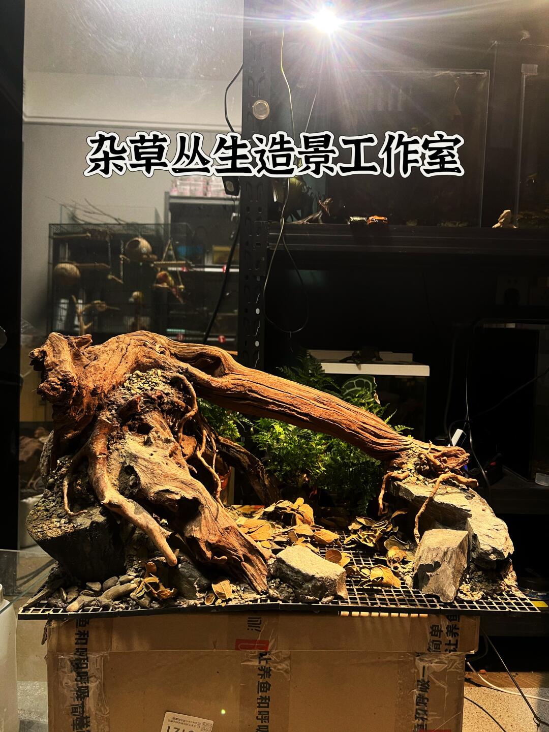 南美缸造景教程图片