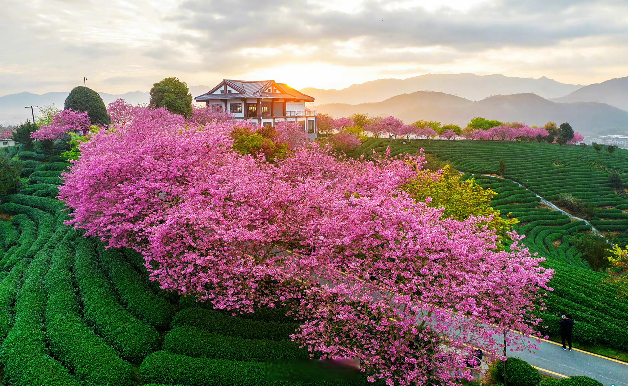 福建10万株粉色樱花浪漫盛放#】#当十里茶道遇上粉色花海# 近日,附è
