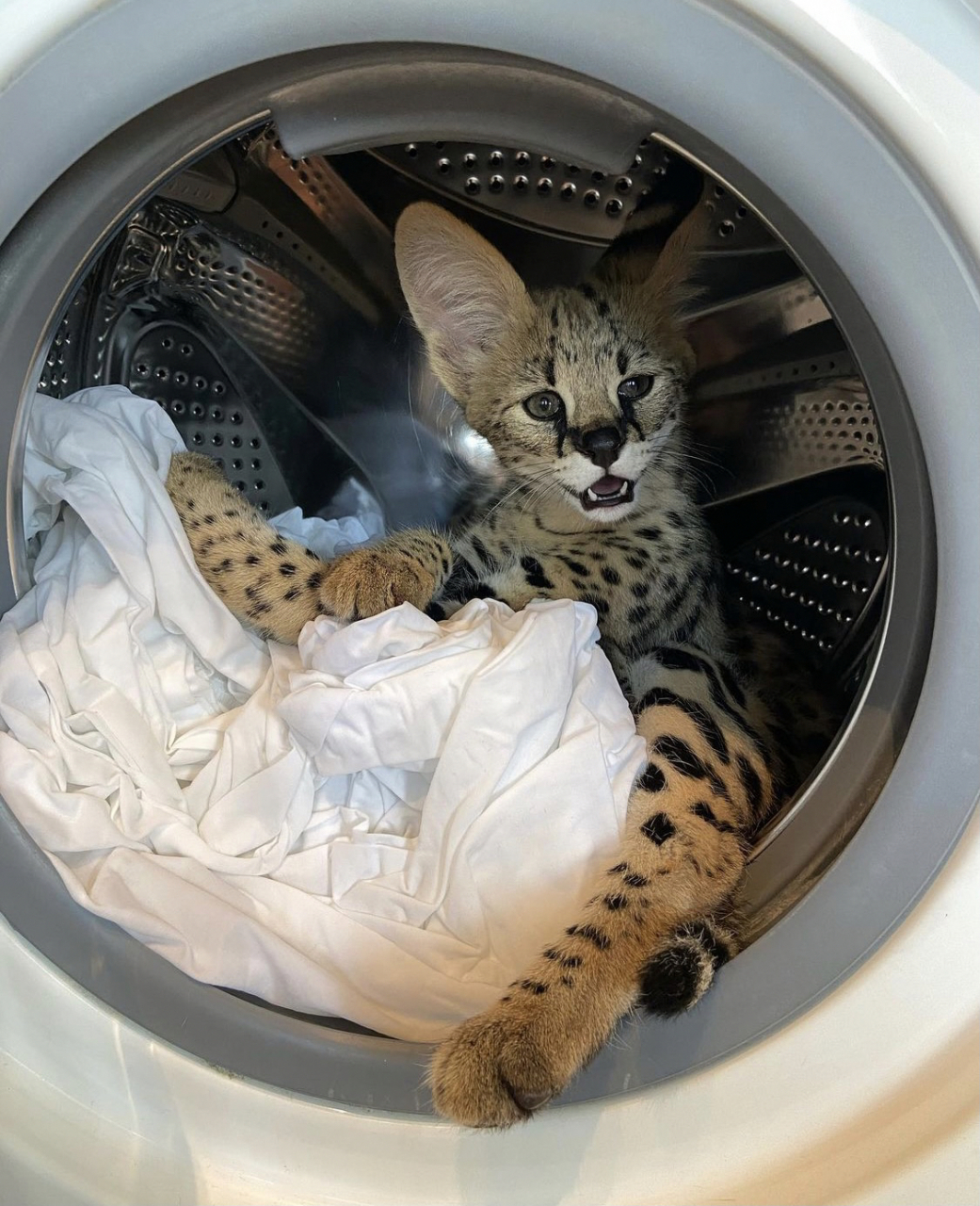 世界上最帅气的猫|堪称猫中吴彦祖 中文名:热带草原猫 英文名