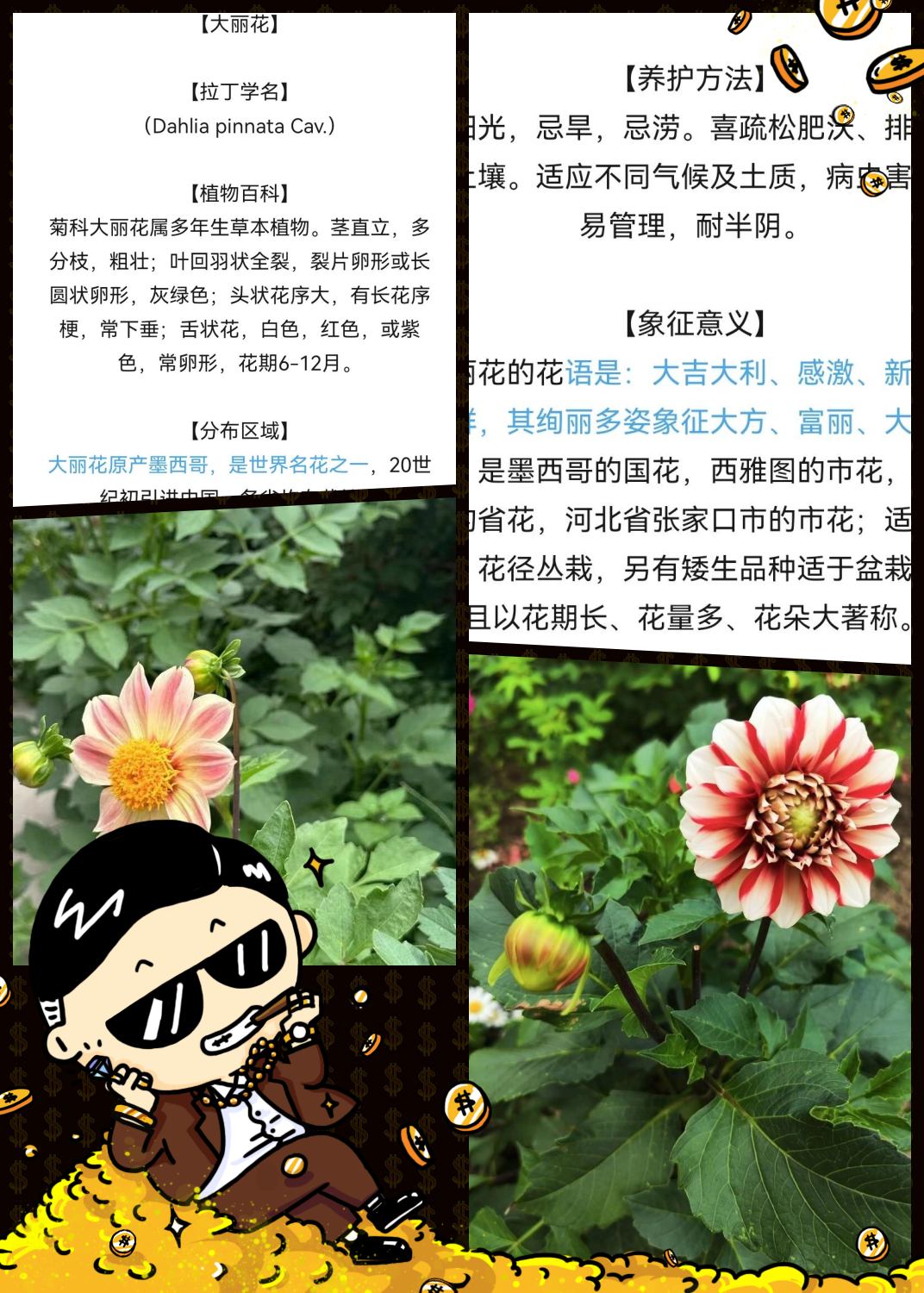 大丽花花语以及图片图片