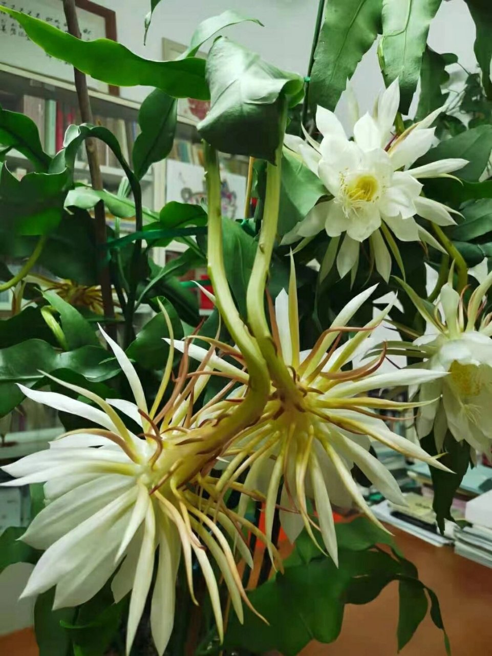 昙花 朋友们记得"昙花一现"的成语吧!