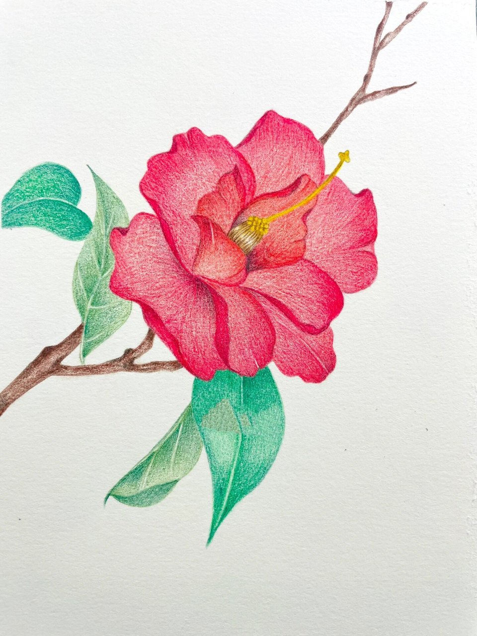 彩铅画 山茶花         线稿参考的这位作者