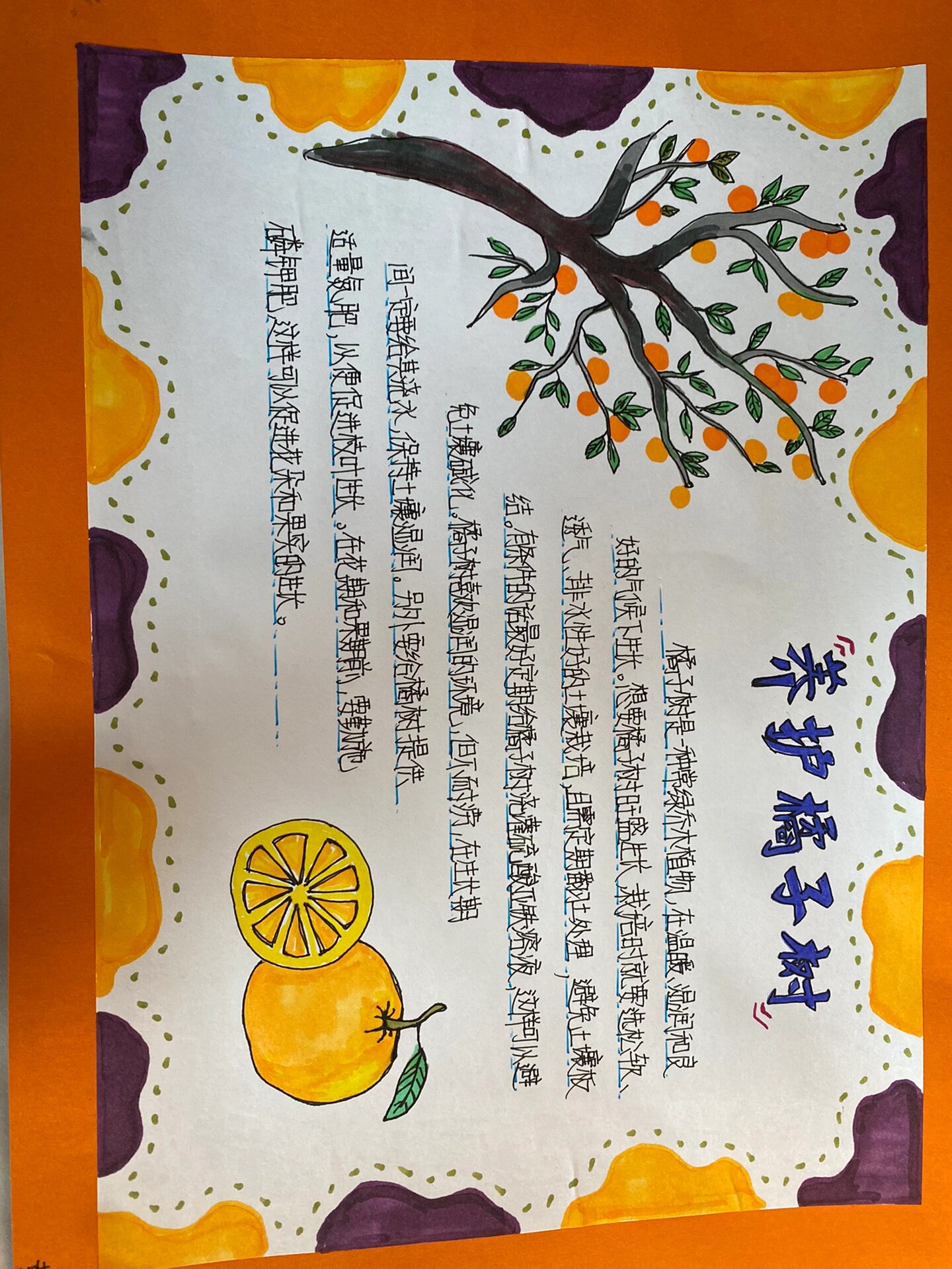 橘子手抄报