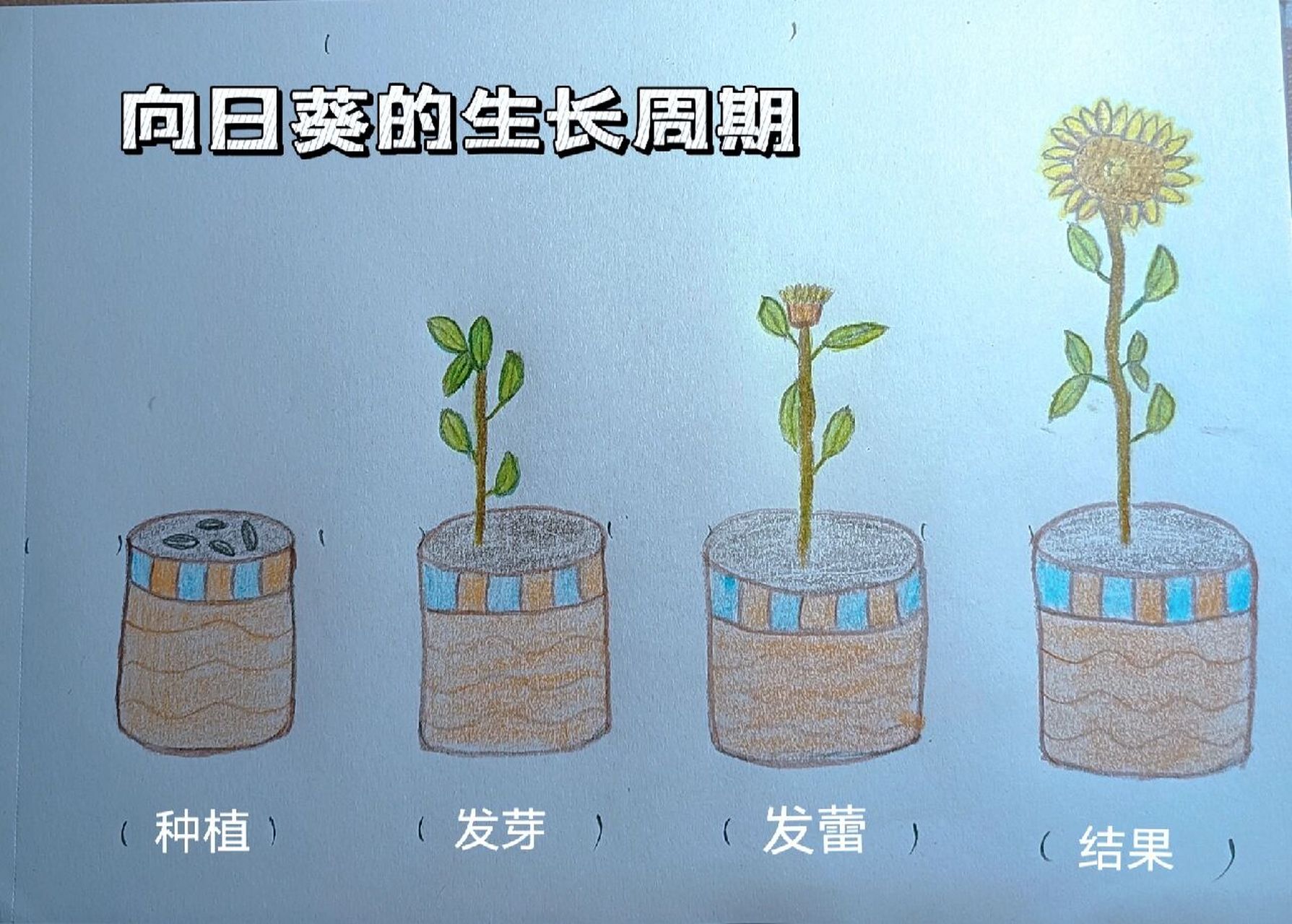 向日葵种植时间和方法图片