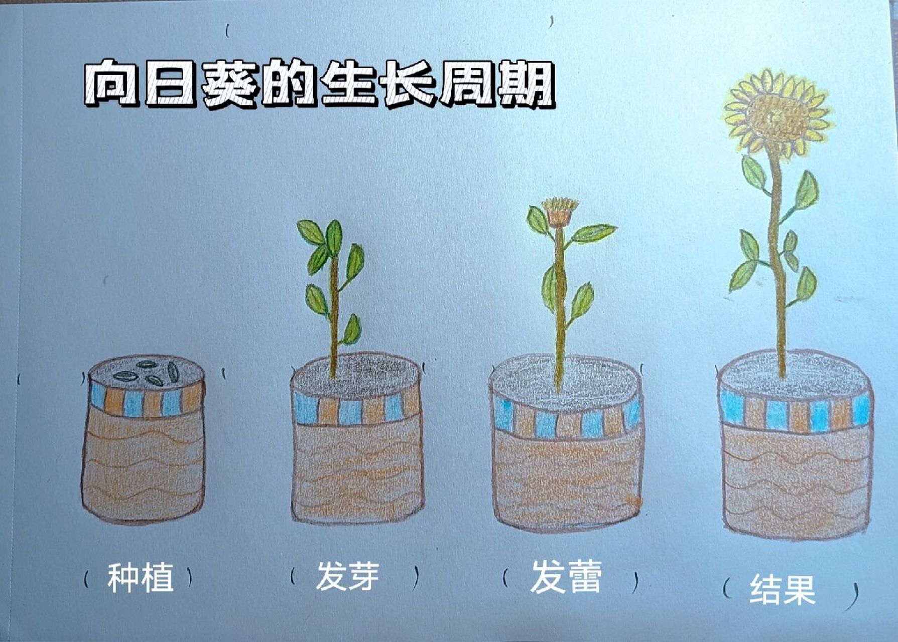 向日葵种植过程图片图片