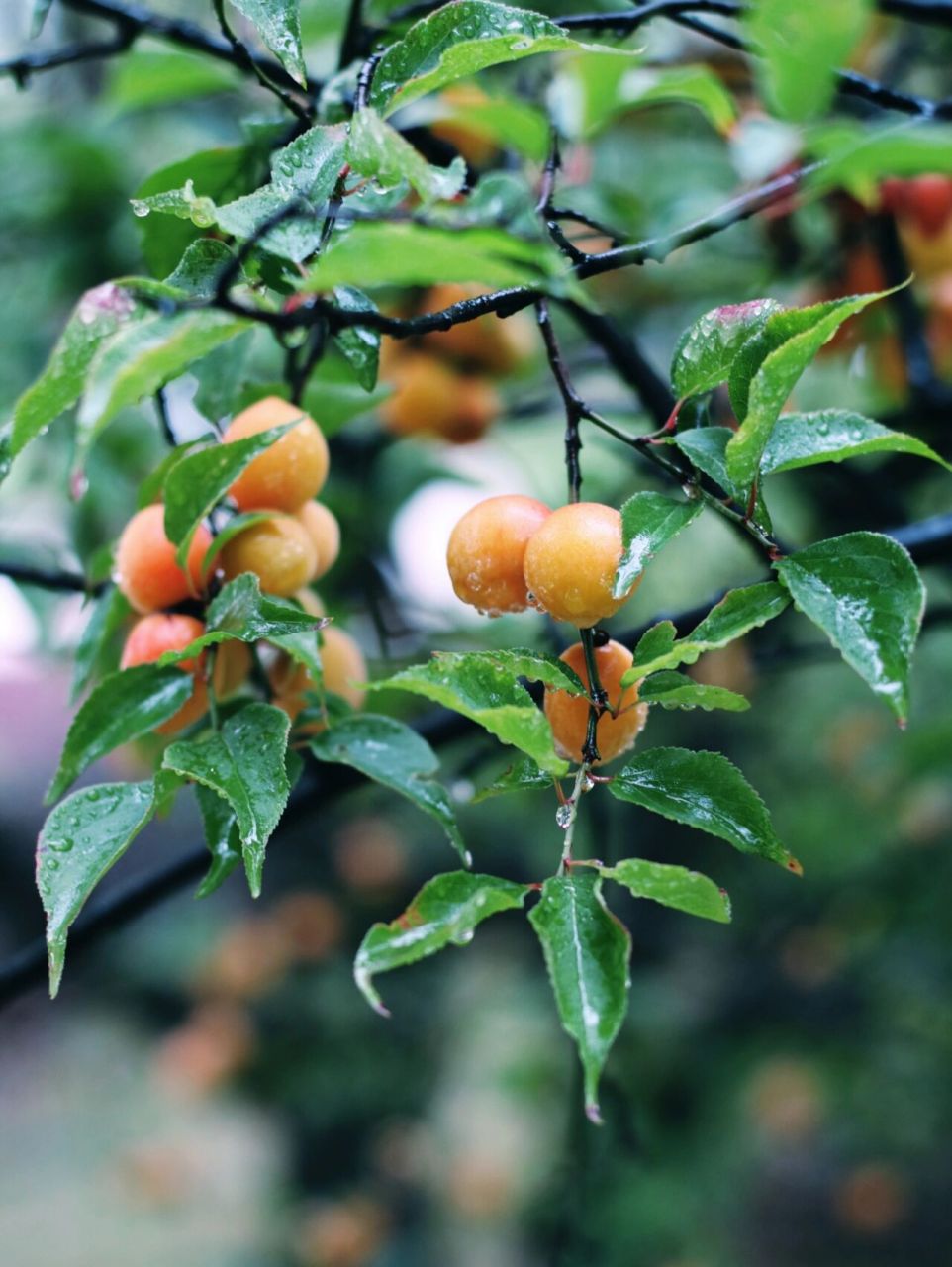 江南的梅雨季总是如期而至,空气也开始变得潮湿闷热起来了,让人莫名