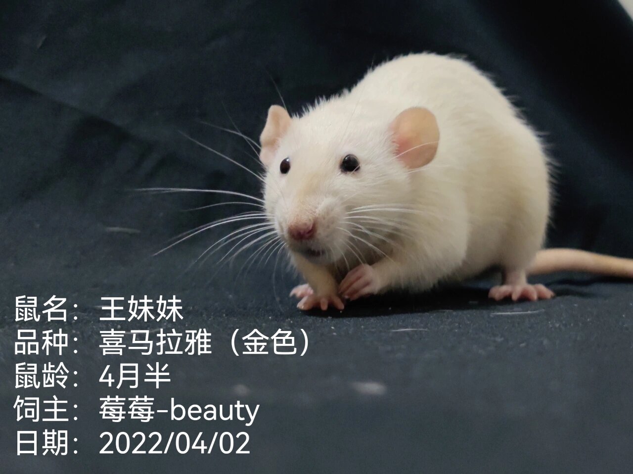 花枝鼠图鉴——喜马拉雅 喜马拉雅 身体颜色为白色,全身都没有斑点