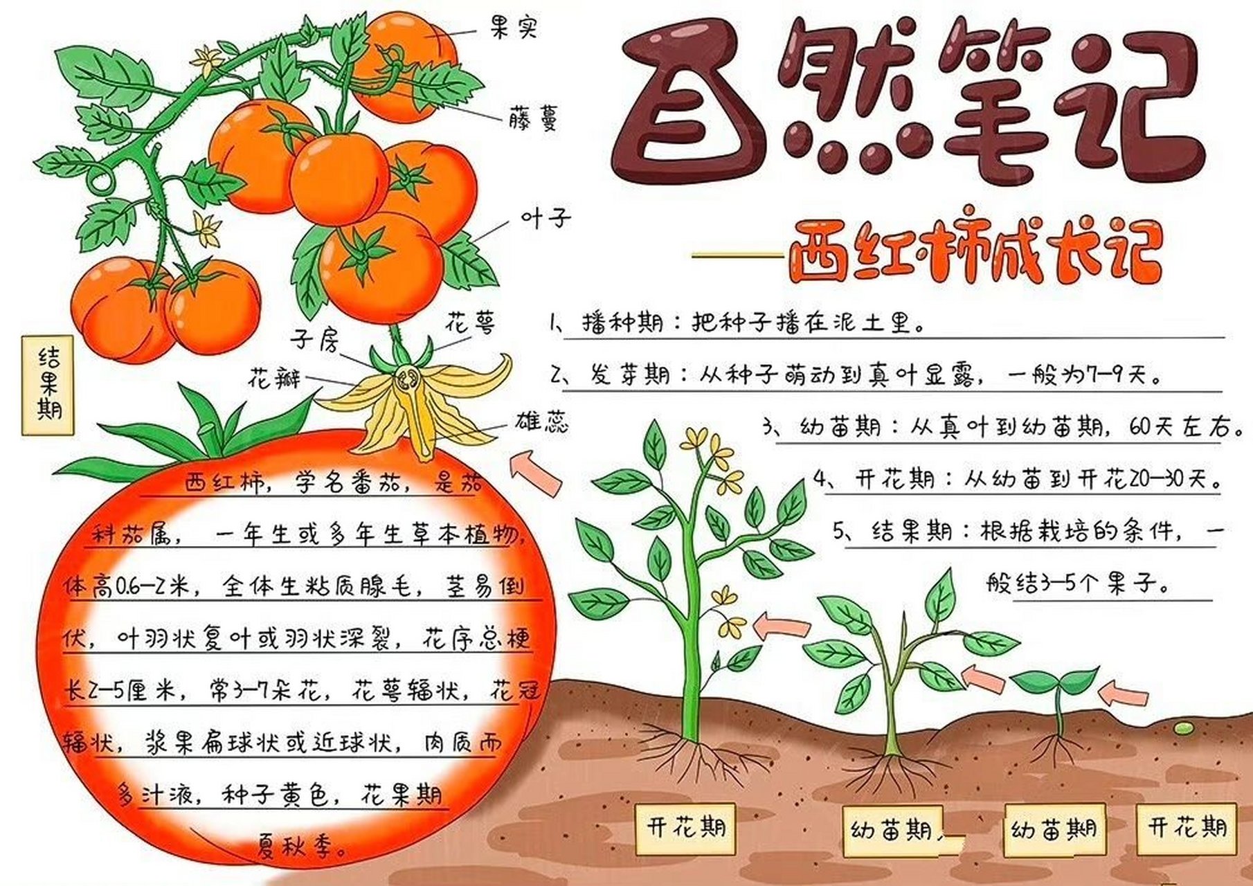 植物蔬菜观察笔记生长日记手抄报