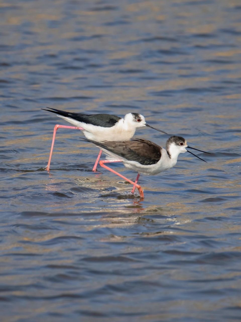 鸟中大长腿-黑翅长脚鹬 黑翅长脚鹬(学名:himantopus himantopus),是