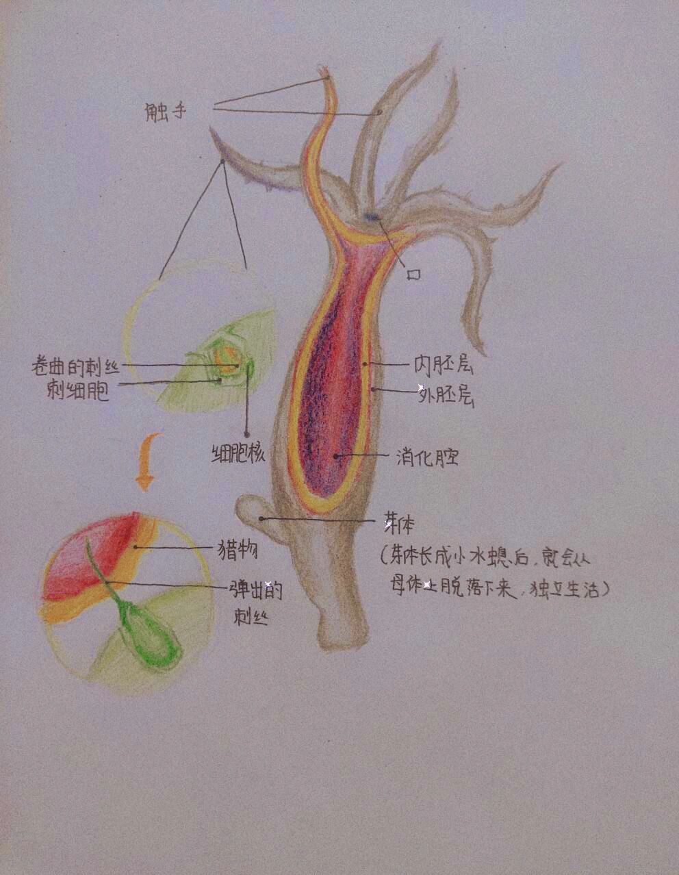 八上生物 水螅结构图