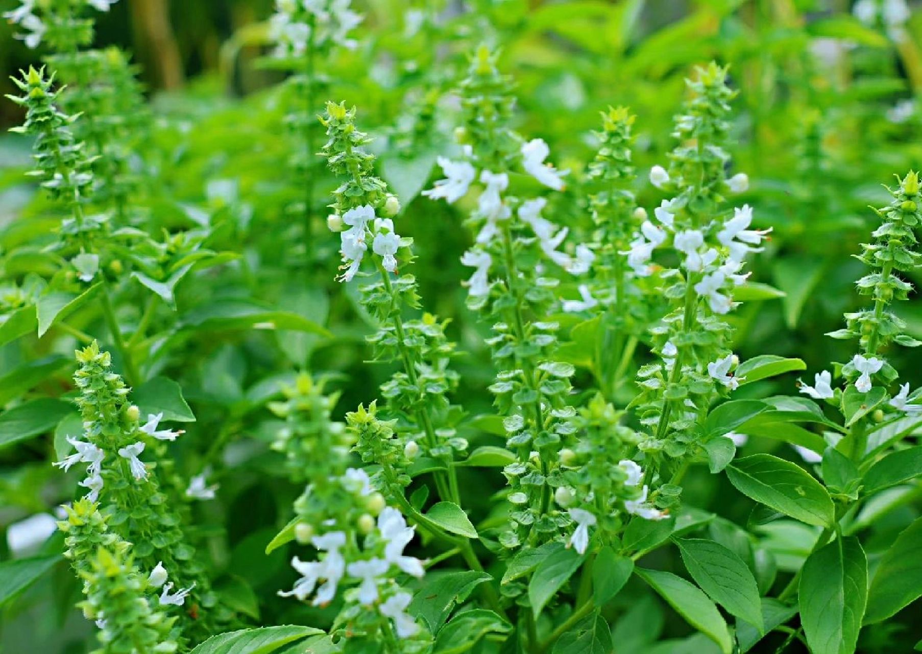 种菜人推荐的宝藏香料-九层塔种植方法 广州城中村楼顶种菜经验分享