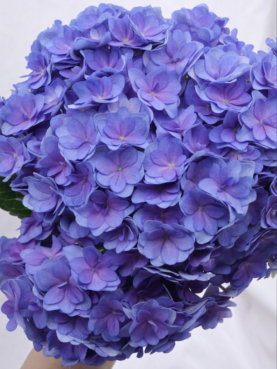 网购鲜花|重瓣绣球·这是什么神仙花 自从迷上网购鲜花 什么花都想