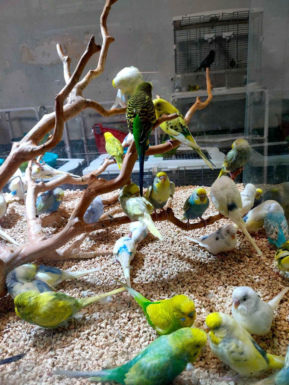 上海花"鸟"市场—梅陇店 没想到一篇花鸟市场的帖引起了大家的共鸣