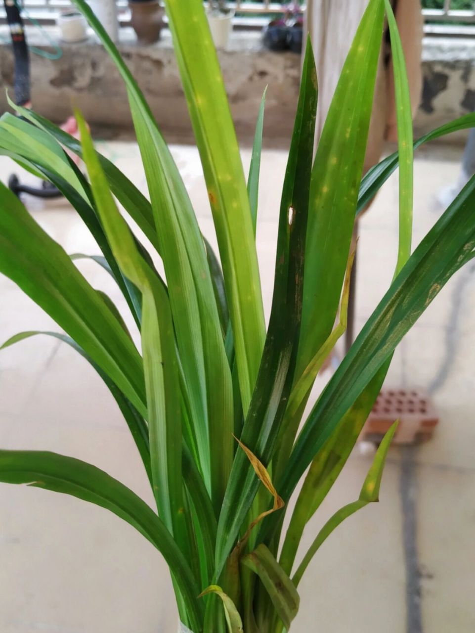 斑斓叶太贵了,不如自己在家种几棵 今天到了斑斓苗,2棵小的要9.