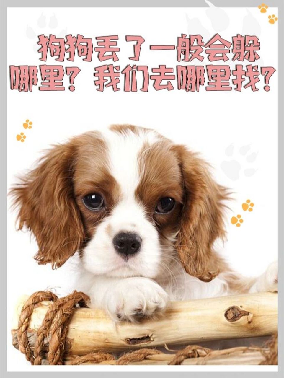 狗狗丢了一般会躲在哪里?我们去哪里找?