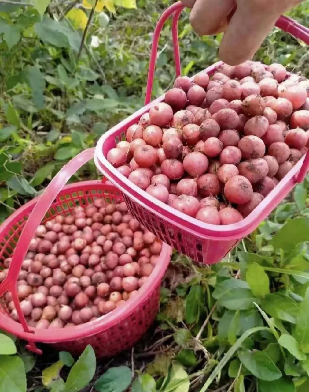 很甜,长在地里藤上 有小伙伴知道这种野果子的学名叫什么吗?