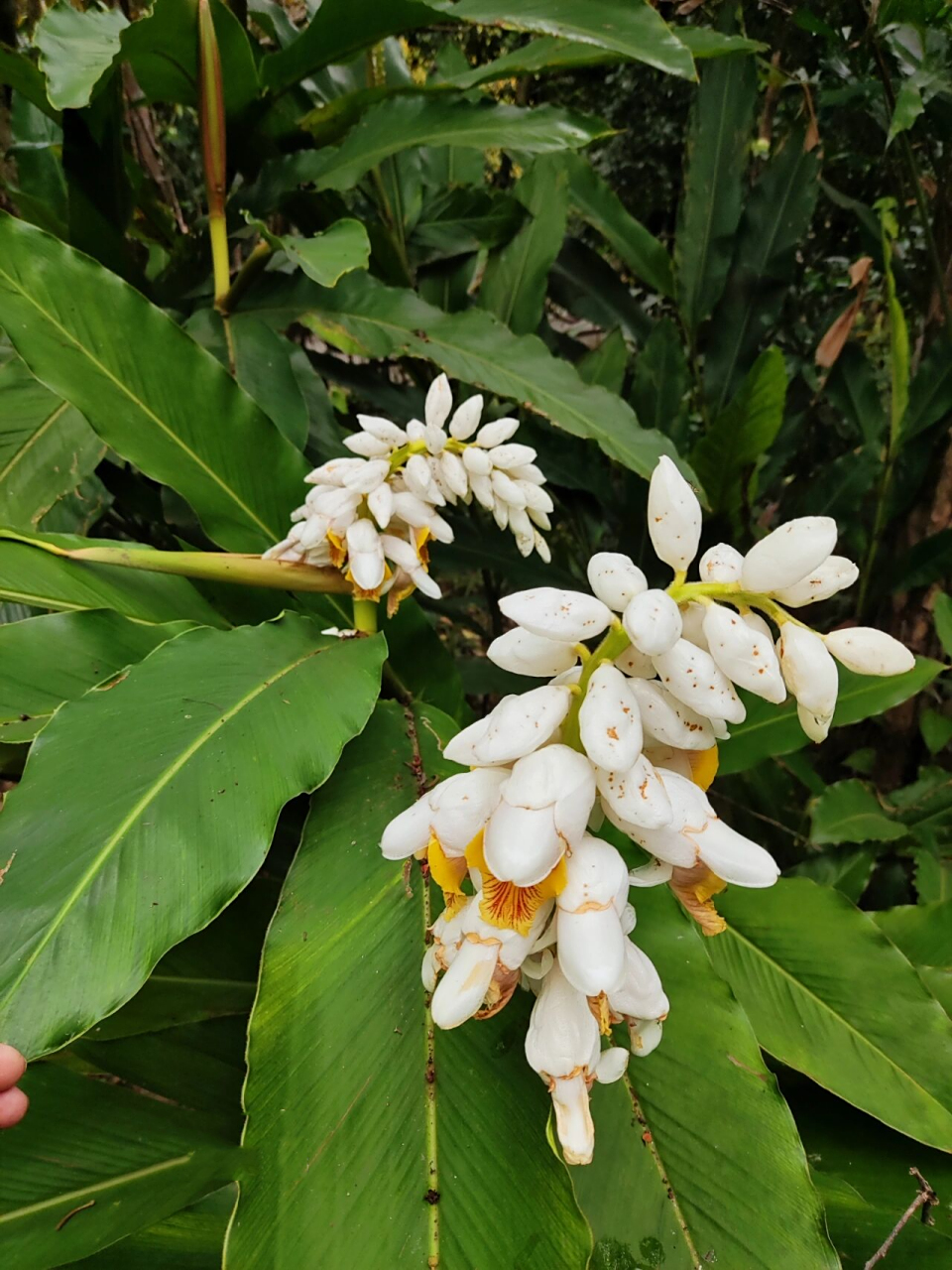 海南山姜 海南山姜 alpinia hainanensis k.