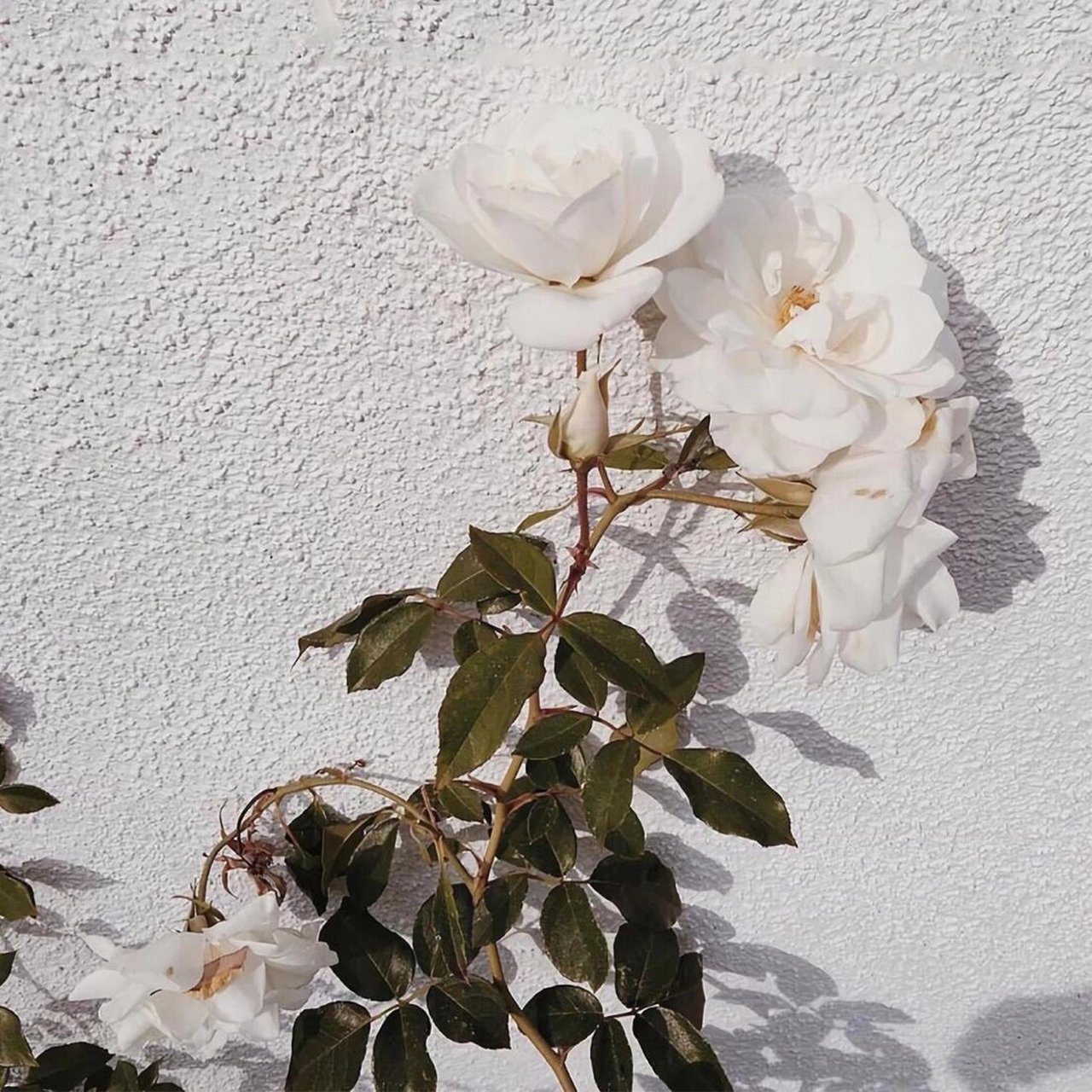 喜欢纯白色山茶花配纯白色壁纸简约而纯粹 神秘内敛的黑与白搭配纯白