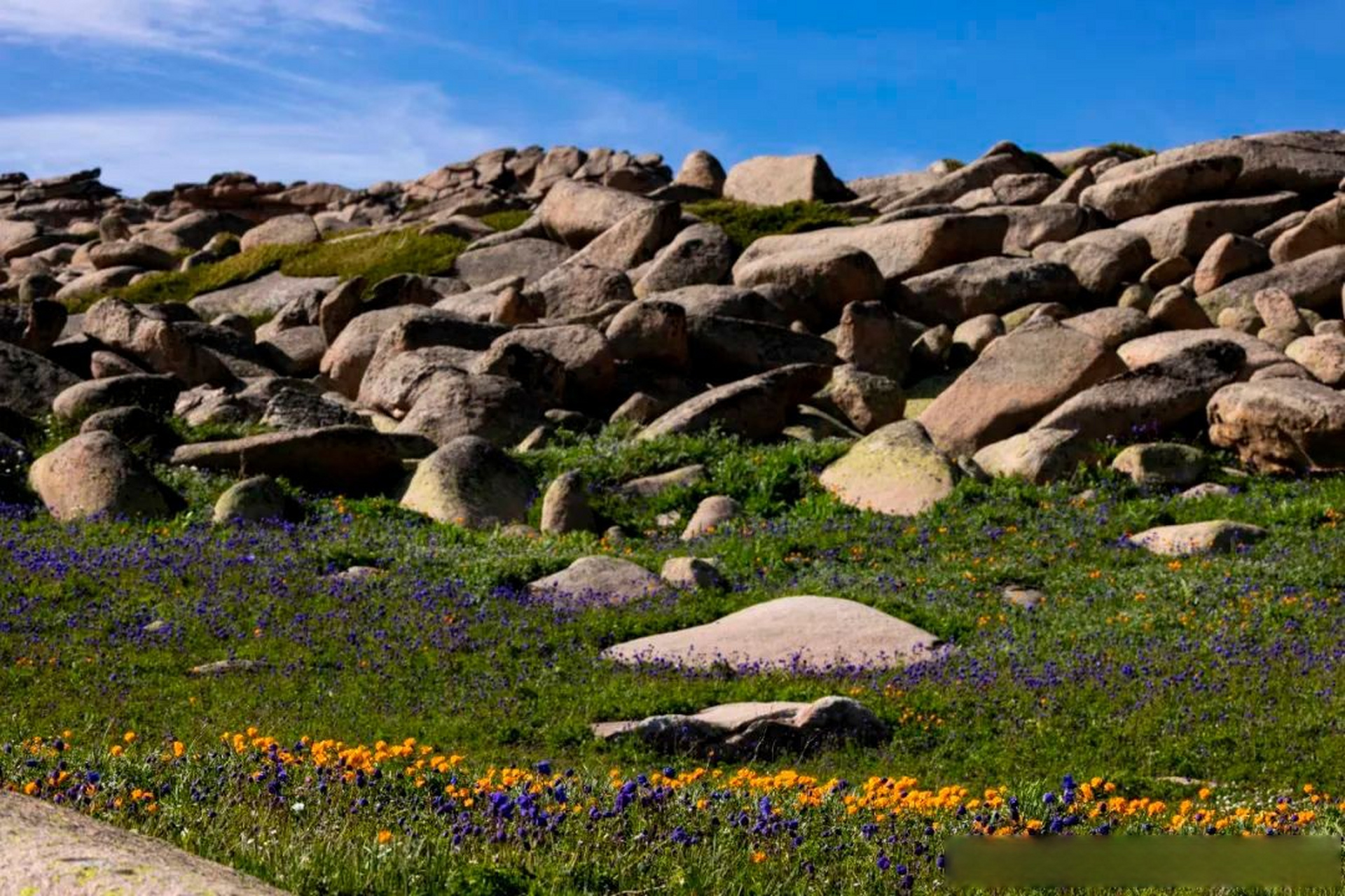 6月下旬到7月初,塔尔巴哈台山,山谷绿树成荫,山坡上青草茂密,被各色