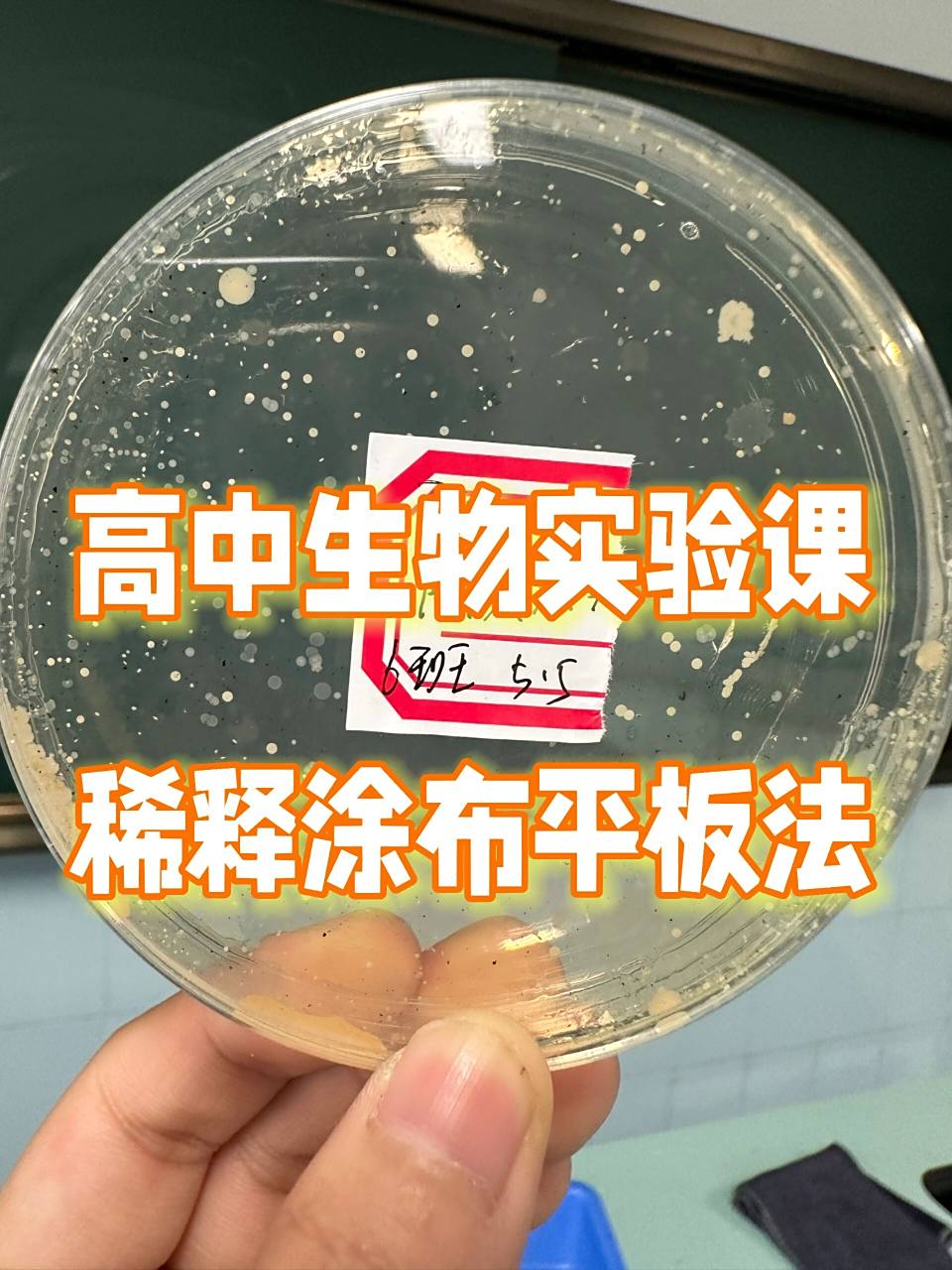 高中生物实验课 | 稀释涂布平板法 | 微生物 🥰上周带同学们在实验