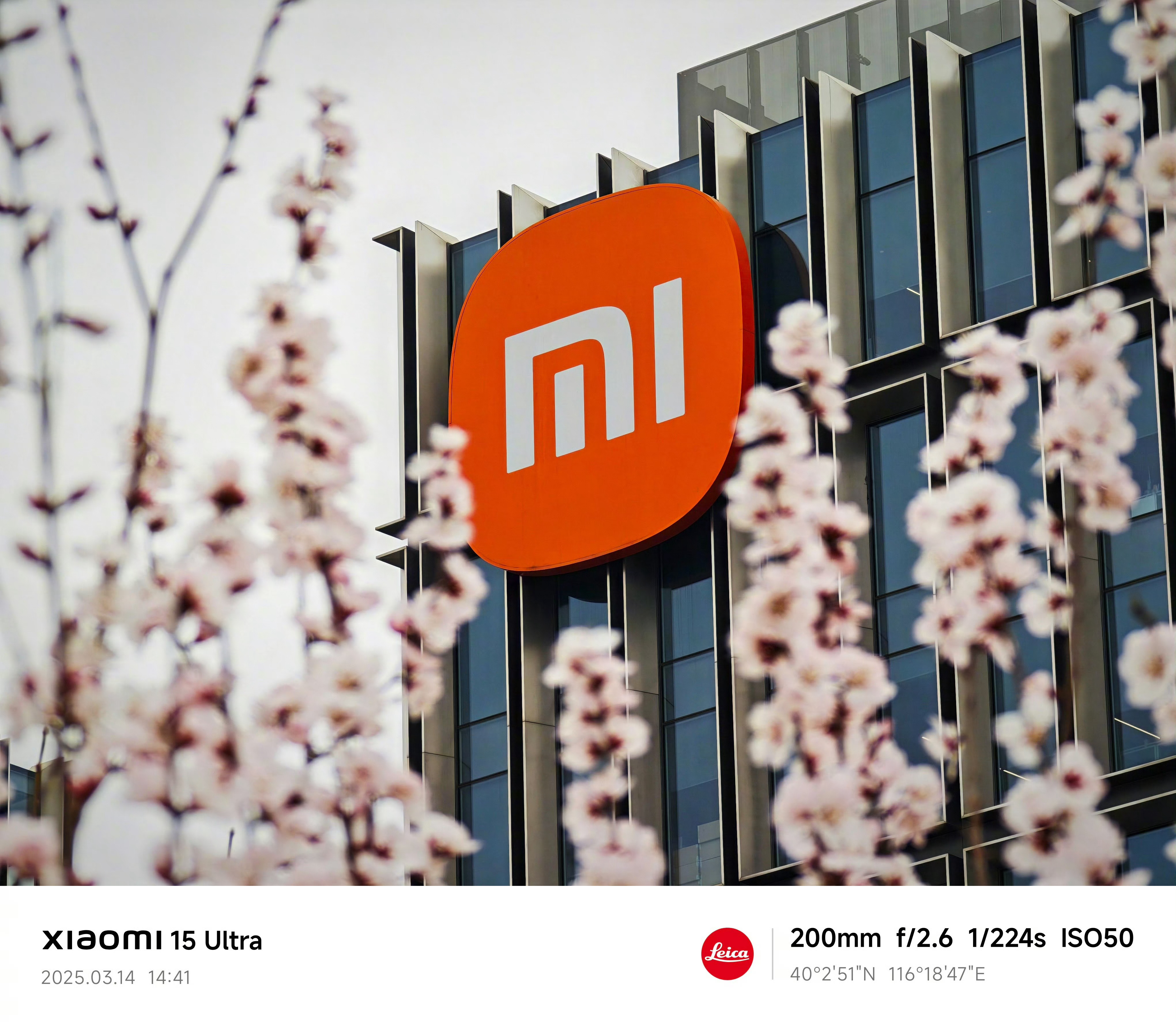 小米科技园的桃花开了,心情立刻不一样了!