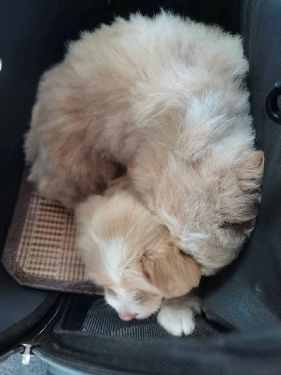 金毛跟泰迪串的小崽子,免费领养