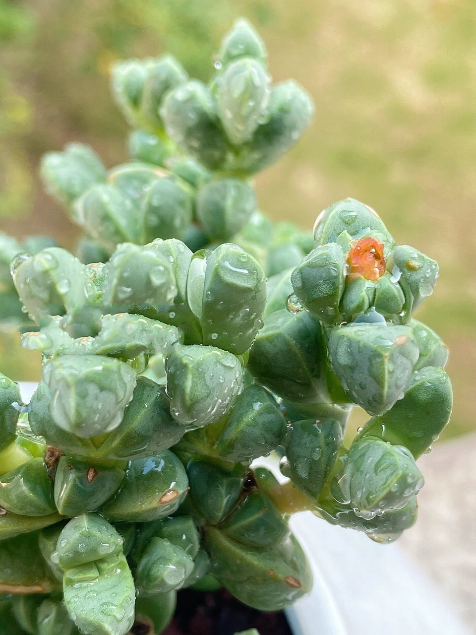 鹿角开花手机壁纸图片