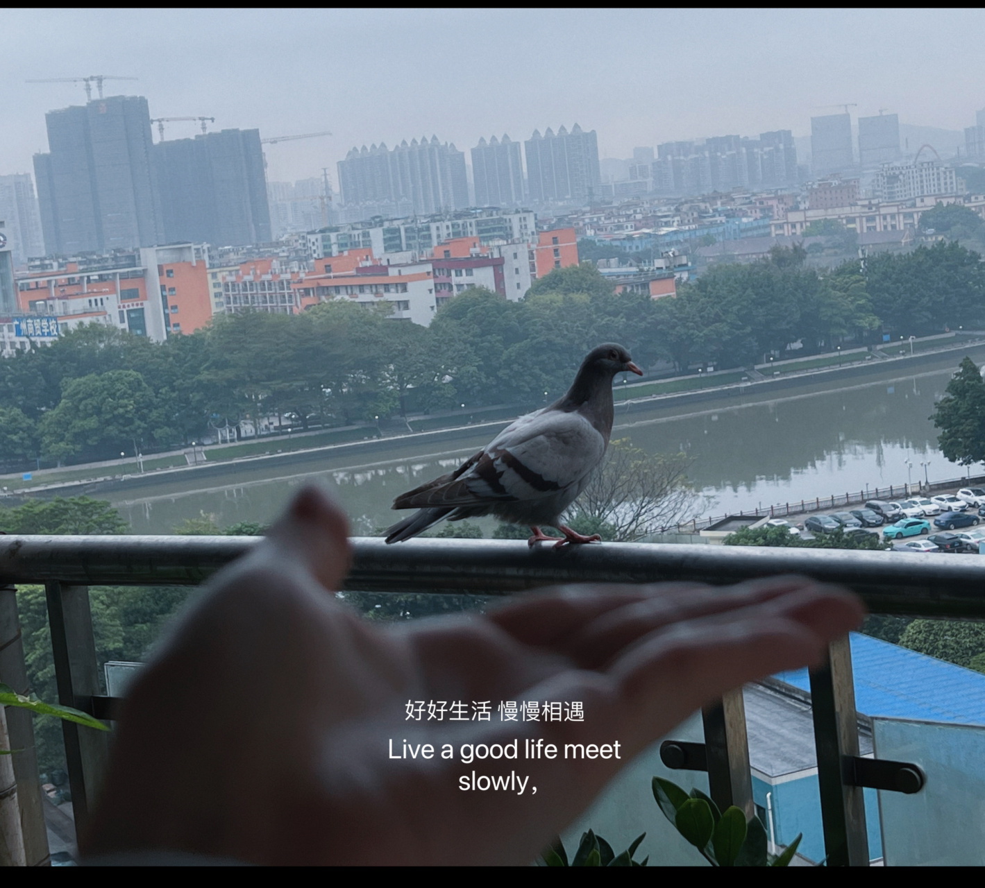 听说鸽子飞来家里代表好运92  一早看到好大一只鸽子92落入自家