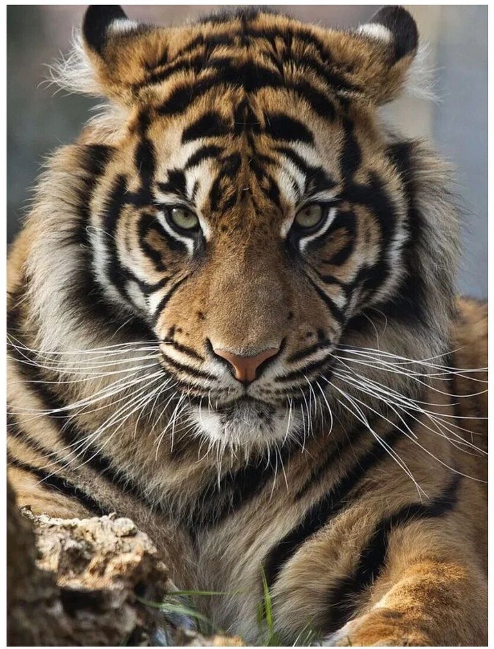 属虎的人,外柔内刚,好勇好誉.为人善良,舍己成仁.