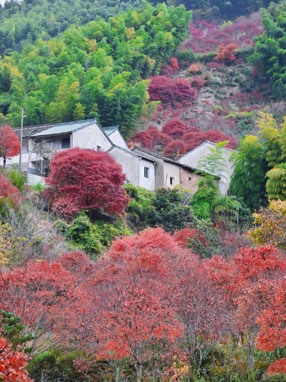 漫山红枫图片图片