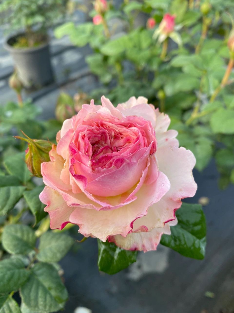 凯拉月季,花中精灵,轻灵飘逸的美