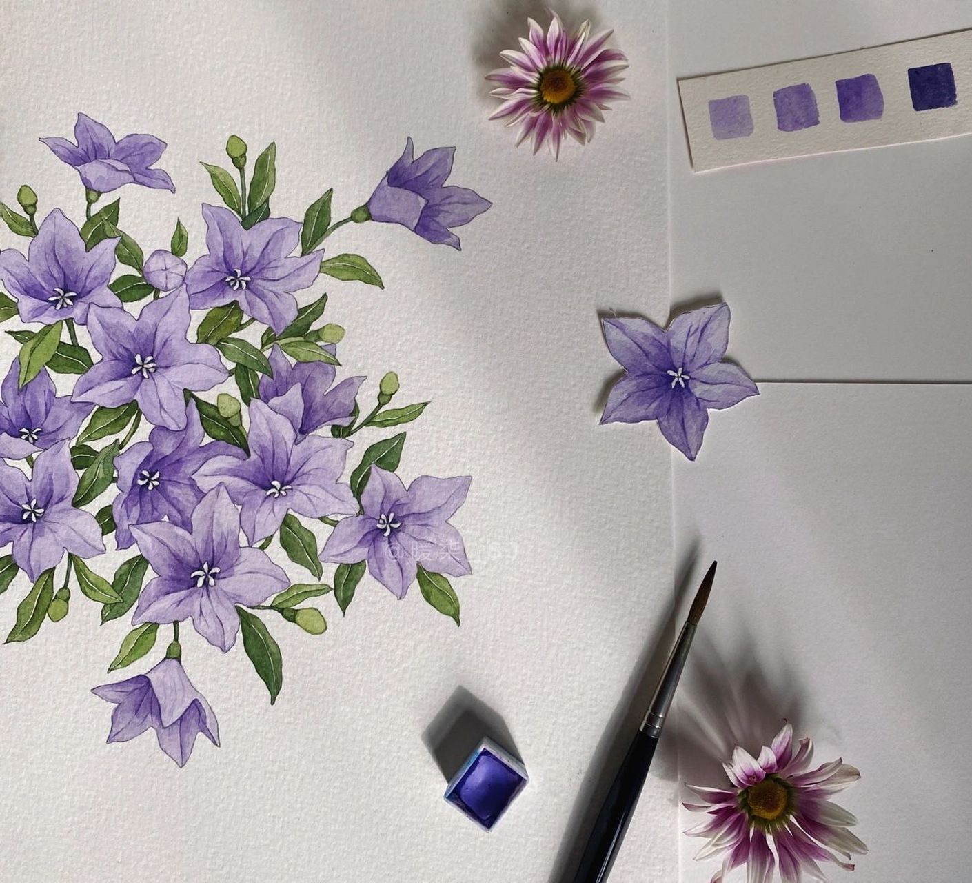 手绘花卉|中国桔梗 嗨,这次带来的是桔梗花 最初的构思,是看到这样的