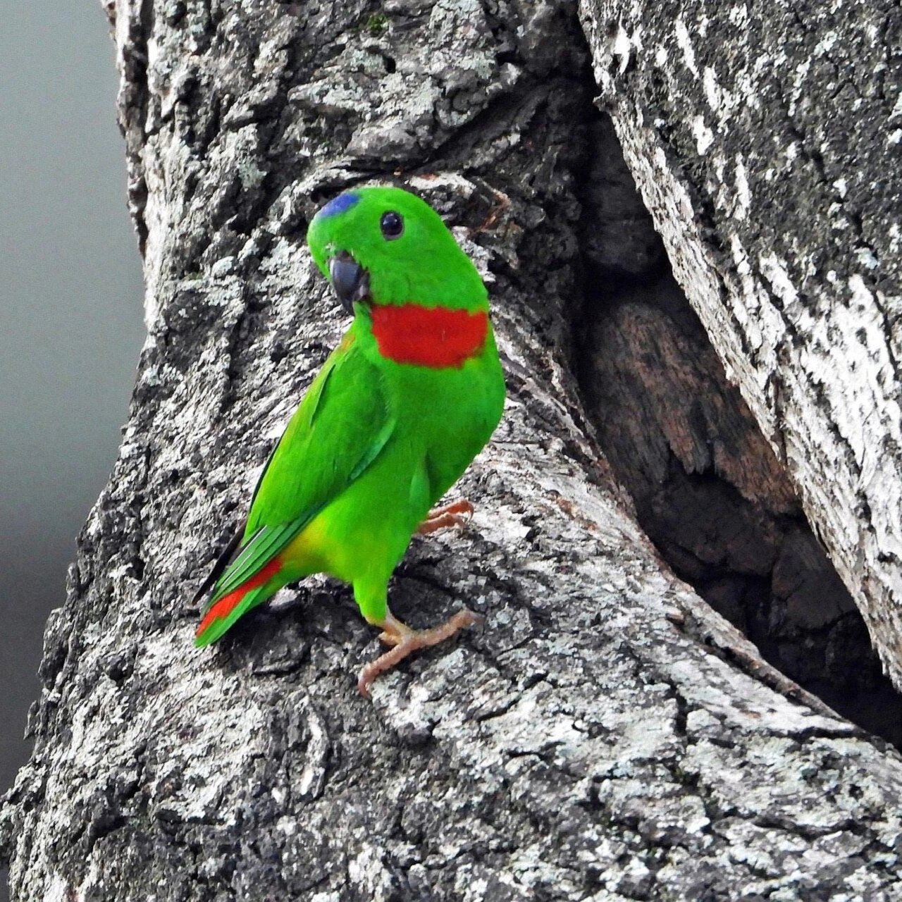 蓝顶短尾鹦鹉 blue-crowned hanging parrot 蓝顶短尾鹦鹉 (loriculus