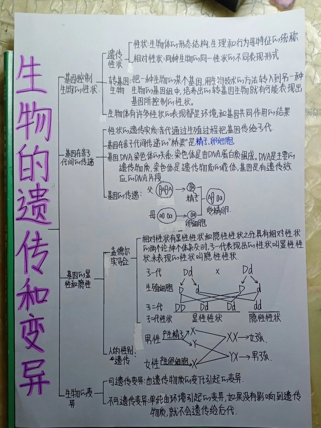 dd和dd杂交遗传图图片