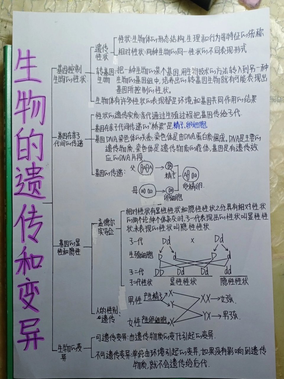 生物基因遗传图解图片