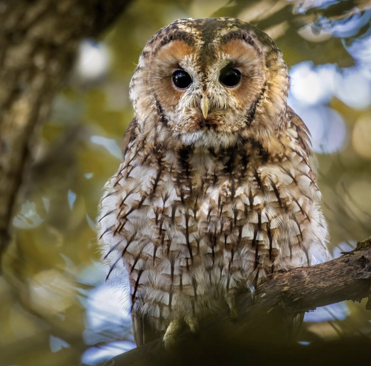 呆萌萌的tawny owl 灰林鸮 tawny owl 灰林鸮也被称为棕色猫头鹰,常见