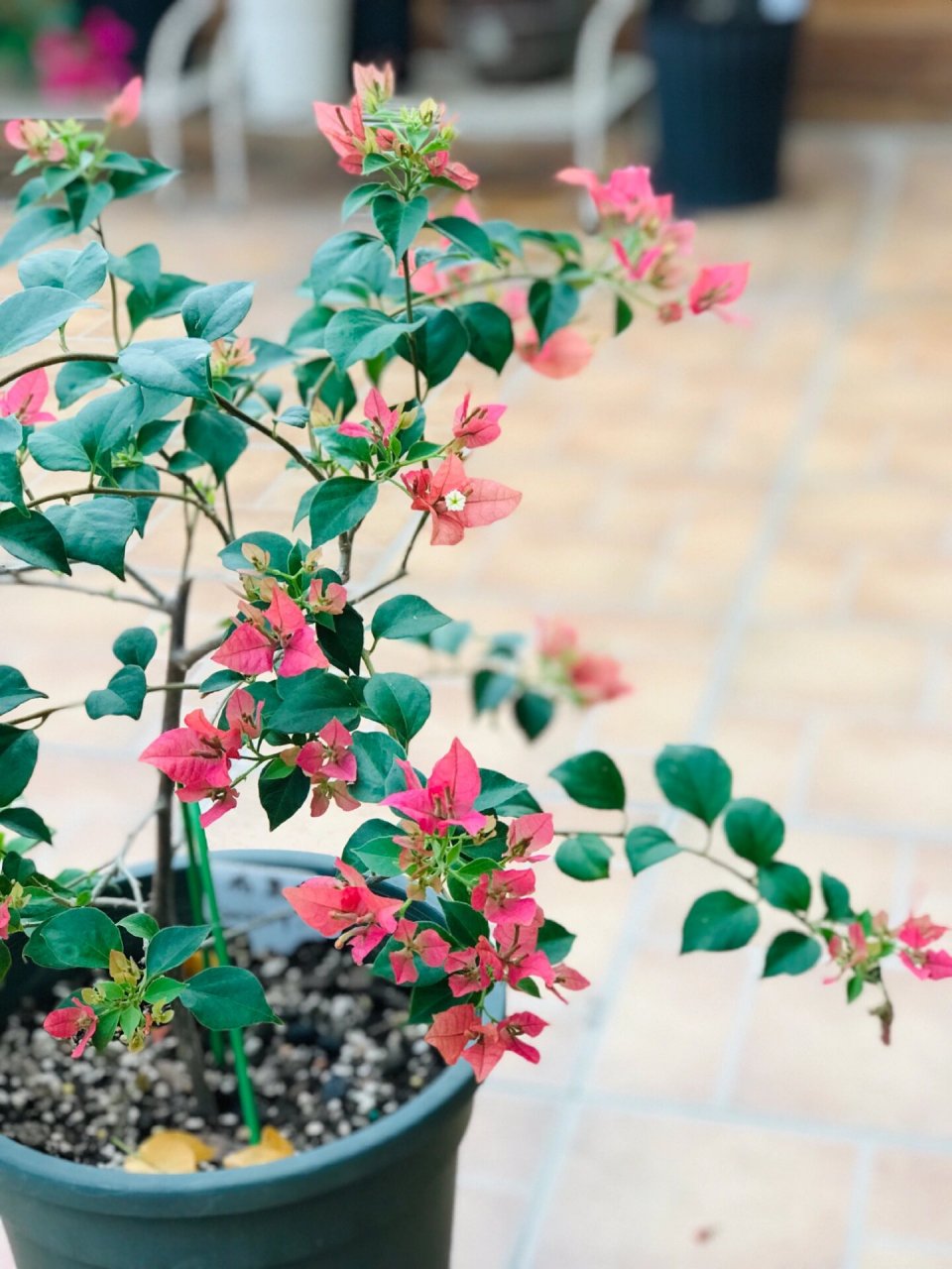 布里扎三角梅 一个很特别的名字,花儿也很漂亮