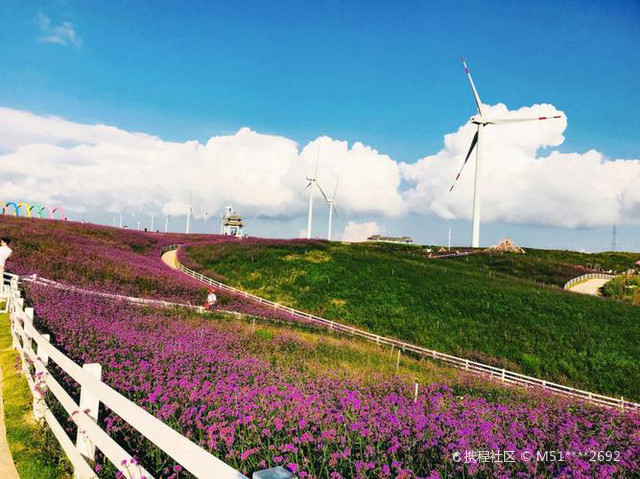 贵阳高坡云顶花海